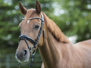 Trense MagicTack Competition